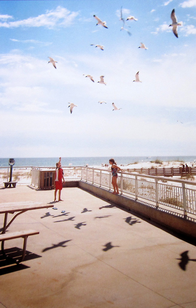 gulf-shores-bird-feeders-513.jpg